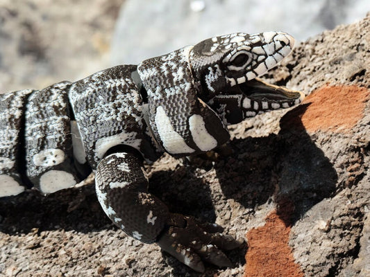 Articulated 3D Printed Tegu image 0
